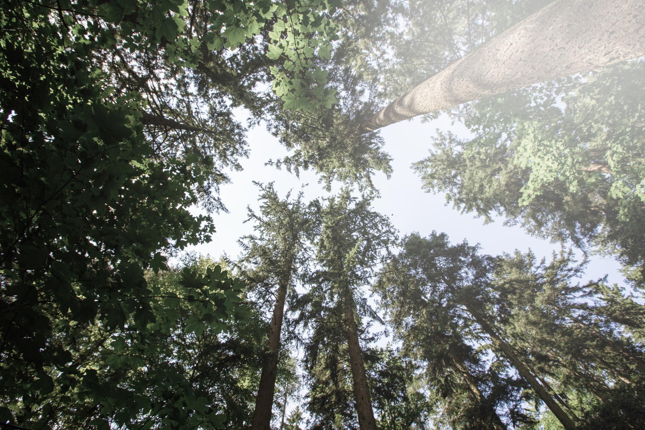 Der Klimawald MUC leistet als ungestörter Lebensraum vieler Pflanzen und Tiere auch einen wichtigen Beitrag zur Biodiversität.