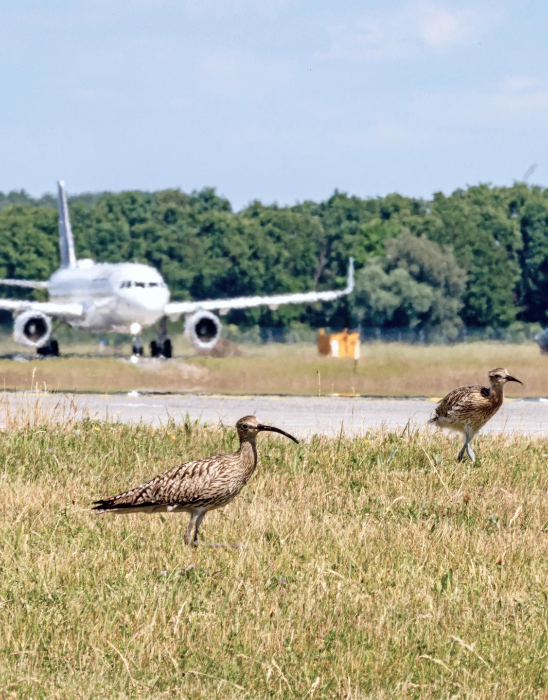 Große Brachvögel leben auf dem Flughafen München ungestört Seite an Seite mit den Flugzeugen.